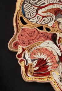 Art: human face anatomy